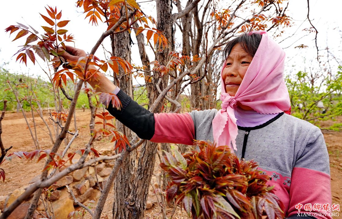 <b>小小香椿芽助农富</b>