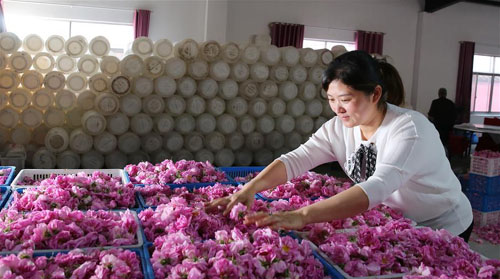 <b>玫瑰花铺就农民致富“芬芳之路”</b>