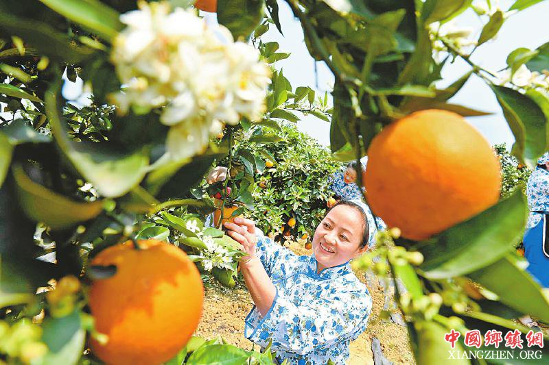 <b>“花果同树”扮靓新村</b>