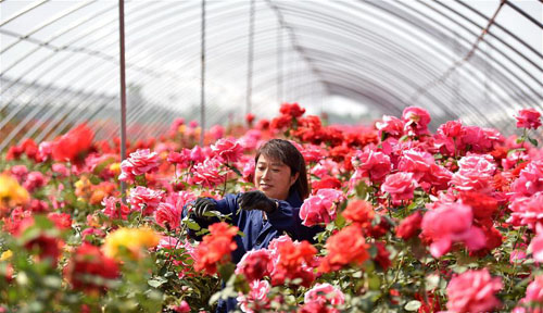 <b>“鲜花经济”富农家</b>