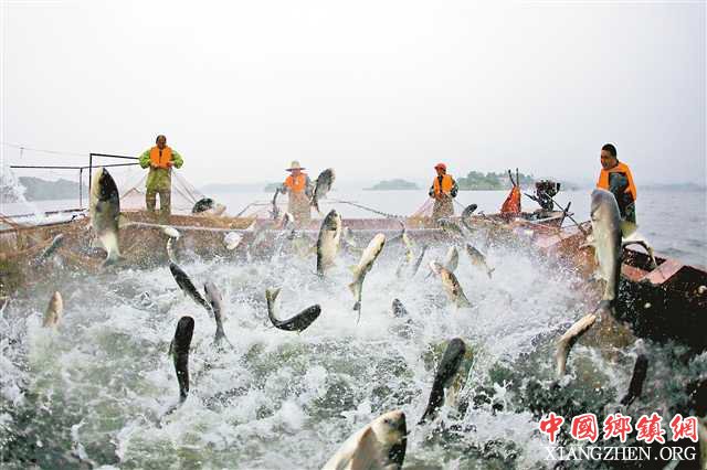 <b>养鱼新三招 重庆渔业升级的探索</b>