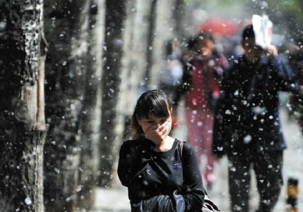 <b>柳絮、花粉满天飞 专家：警惕哮喘发作</b>