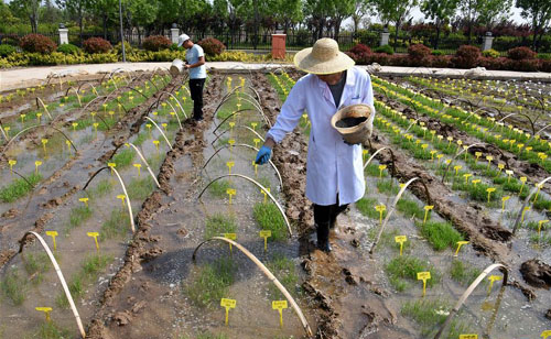 <b>青岛海水稻 春播育秧忙</b>