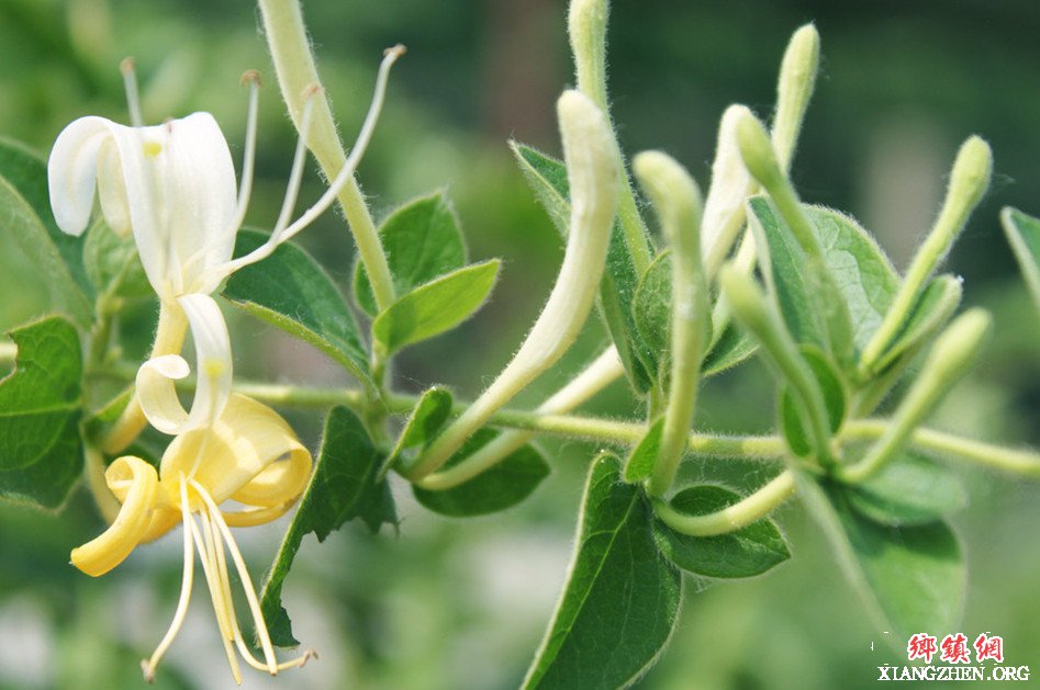 <b>陕西华州区杏林镇金银花产业大丰收了</b>