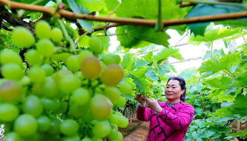 <b>“棚室经济”助力乡村振兴</b>