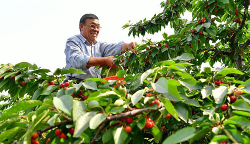 <b>樱桃种植促增收</b>