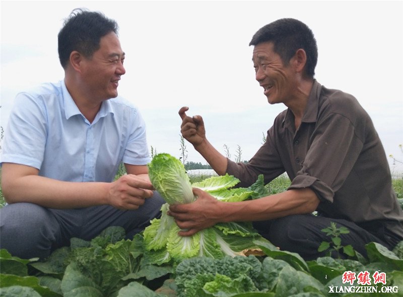 <b>郯城：订单夏秀“娃娃菜”一棵九毛钱</b>