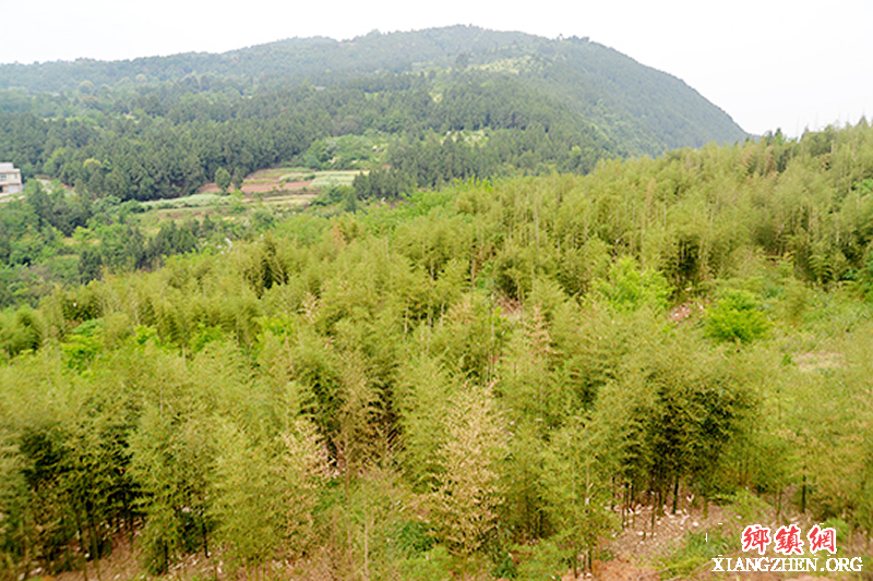 <b>四川德阳中江县：栽下一片竹 带富一方人</b>