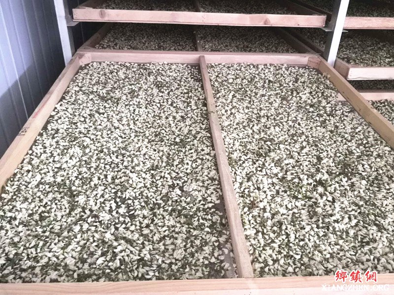 <b>小小干槐花  致富新产业</b>