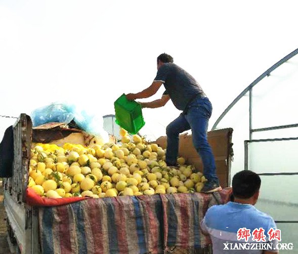 <b>陕西：华州区莲花寺镇扶贫产业香瓜大量上市</b>
