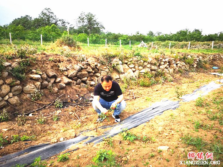<b>陕西华州区莲花寺镇少华村：第一书记忙找花椒蚜虫病根</b>