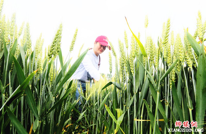 安徽颍东：去杂除劣 提纯保优