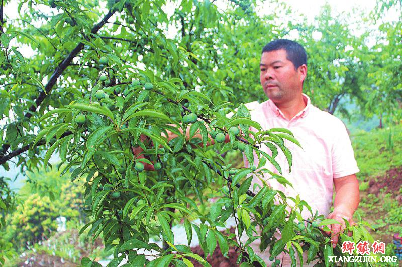 <b>泸州市江阳区：创业种青脆李 种出摇钱树</b>