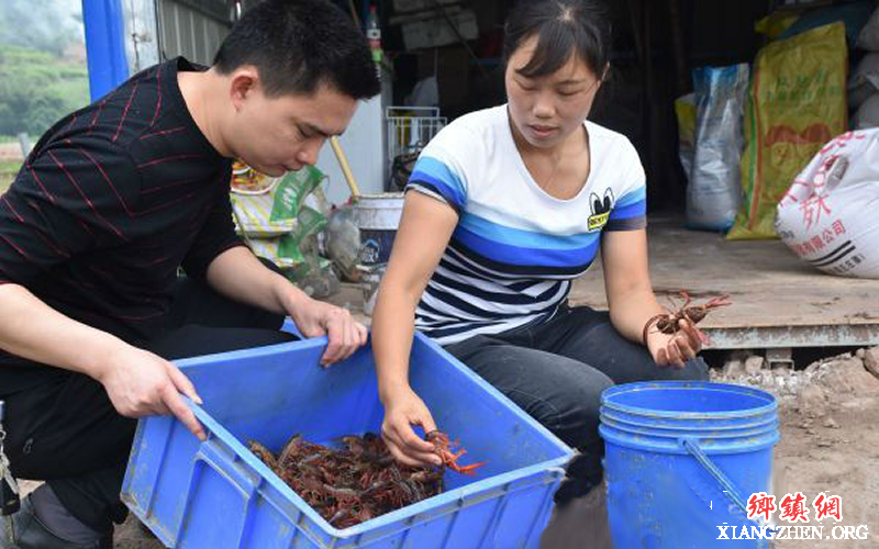 <b>宜宾市叙州区蕨溪镇：小龙虾变身“金钥匙”，开启村民“致富门”</b>