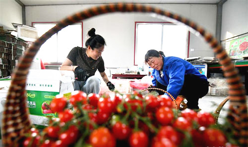 <b>瓜果飘香农户乐</b>