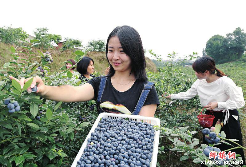<b>泸州市纳溪区龙车镇：蓝莓飘香客满园</b>
