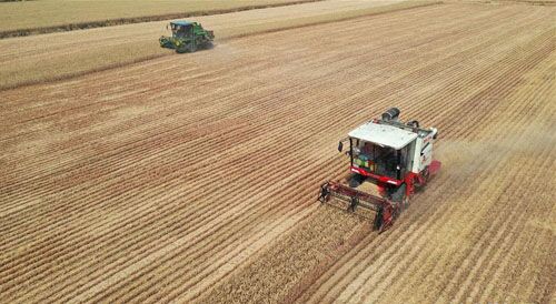 <b>小麦陆续开镰收获</b>