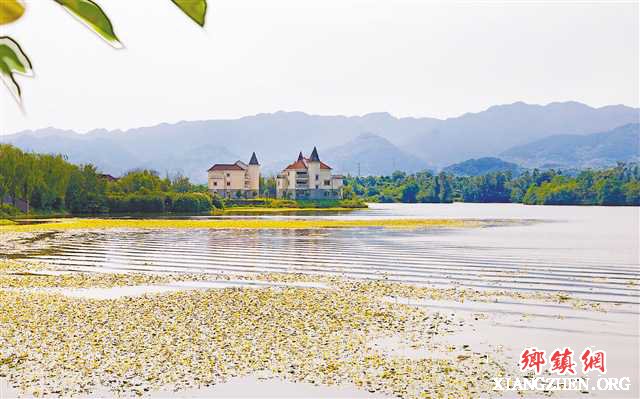 <b>重庆梁平：双桂湖荇菜参差</b>