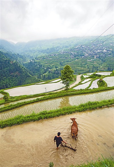 <b>贵州省黔东南：农耕大忙季 开屯梯田美</b>