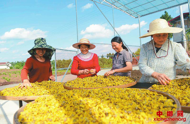 <b>蓬安县：药材飘香 脱贫奔康</b>