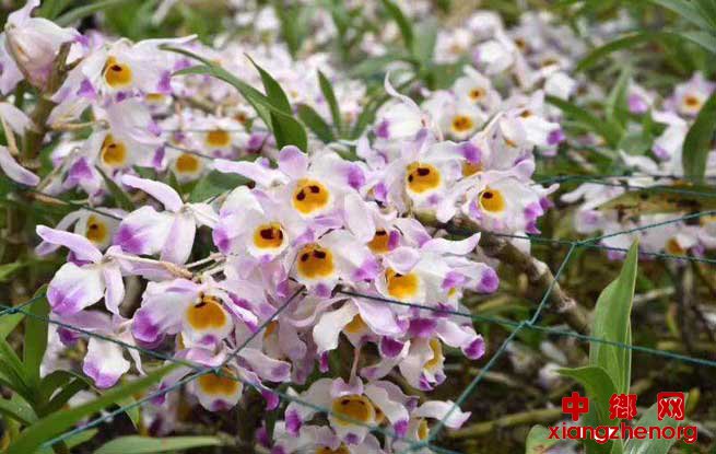 <b>大美龙陵石斛开</b>