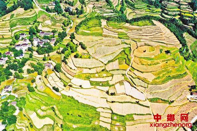 <b>重庆黔江：蔬菜基地入画来</b>