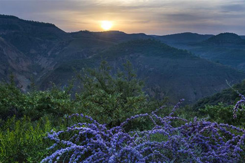 <b>陕西吴起：让黄土高坡披彩挂绿</b>