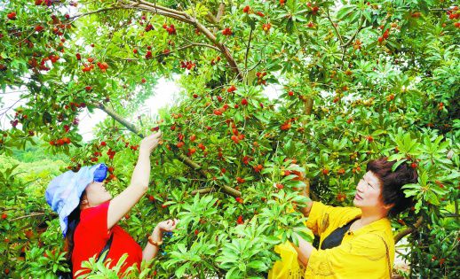 <b>湖南宁远县萝卜园村：杨梅熟 果农富</b>