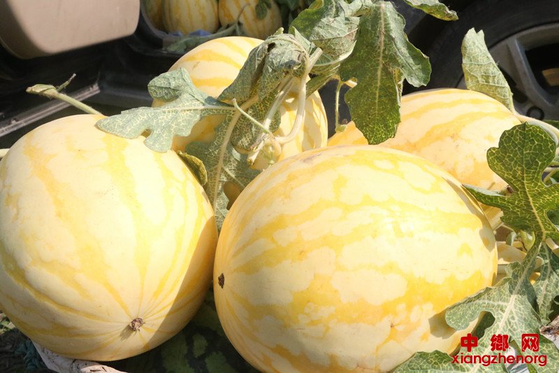 <b>安徽颍东：金色西瓜助增收</b>