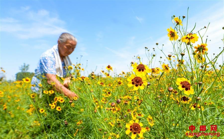 <b>菊花种植富农家</b>