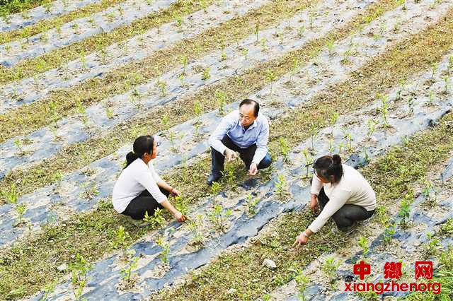 <b>重庆黔江：“第一书记”垫资10万为民建茶园</b>