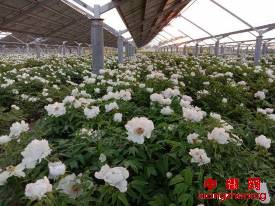 <b>江苏泗洪：“光伏+”农光互补项目实现经济效益倍增</b>