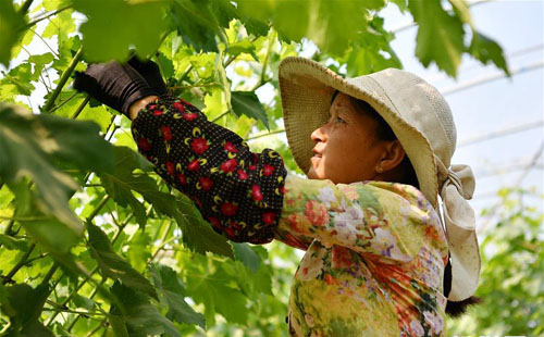 <b>发展设施农业 助力乡村振兴</b>