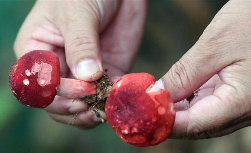 <b>野生红椎菌迎来收获季</b>