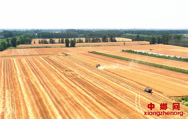 <b>河北雄安新区：迎夏收</b>