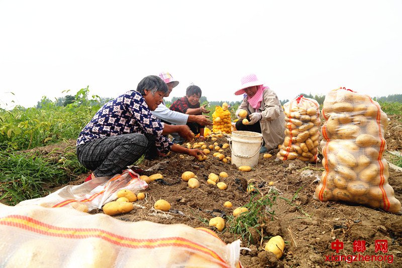 <b>安徽颍东：马铃薯喜获丰收</b>