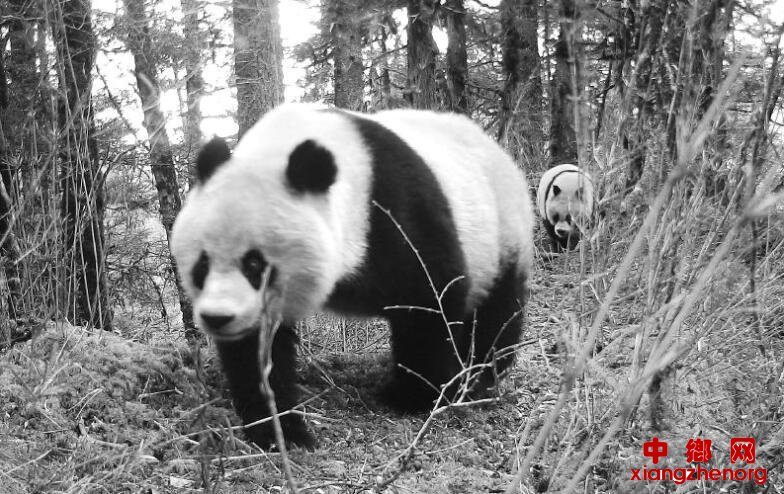<b>黄龙首次拍到野生大熊猫母子同框</b>