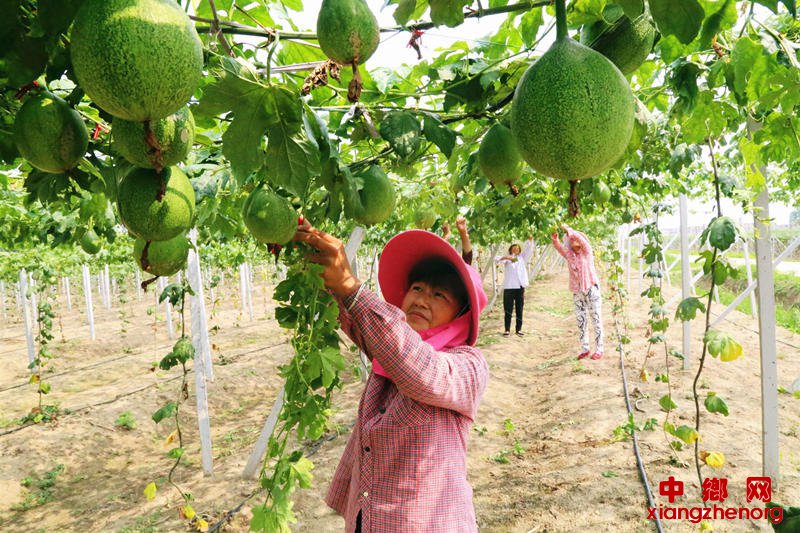 <b>安徽颍东：种药材 促增收</b>