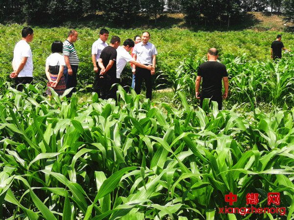 <b>陕西柳枝香椿产业基地开工建设</b>