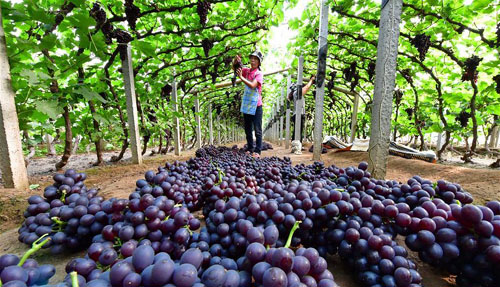 <b>葡萄采摘忙</b>
