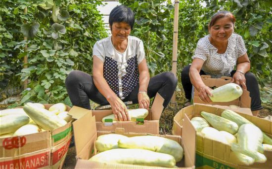 <b>河北阜城：瓜农“甜”透心</b>