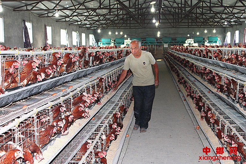 <b>蛋鸡生出“致富经”</b>