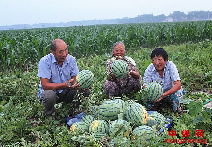 <b>西瓜丰收农民乐</b>