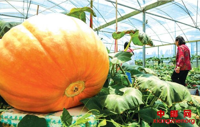 <b>“超级南瓜”  4个月长到800多斤</b>
