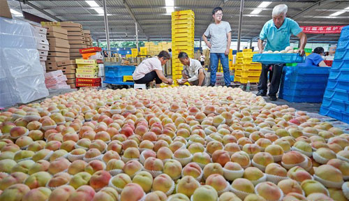 <b>江苏无锡：蜜桃飘香</b>