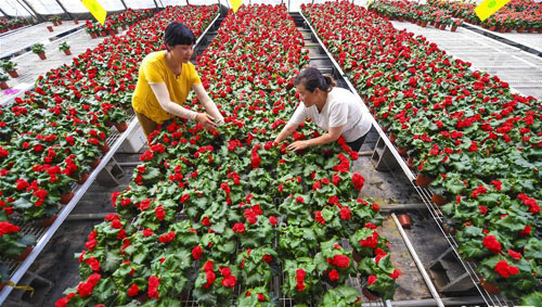 <b>“鲜花经济”富乡村</b>