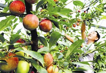 <b>淮安洪泽发展特色农业 助力农民增收</b>