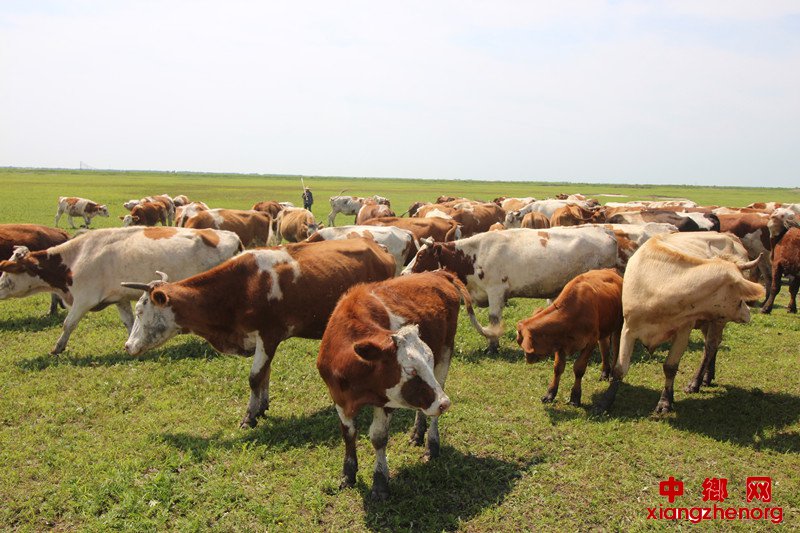 <b>黑龙江奋斗村永鑫合作社：果断决策养肉牛 滚动发展牛起来</b>