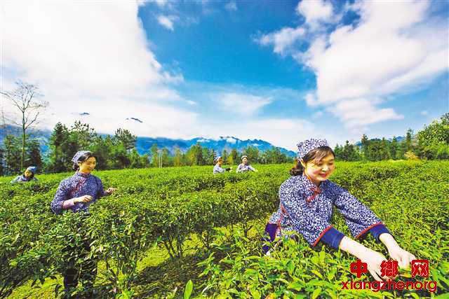 <b>红池坝镇：千年茶业重生记</b>