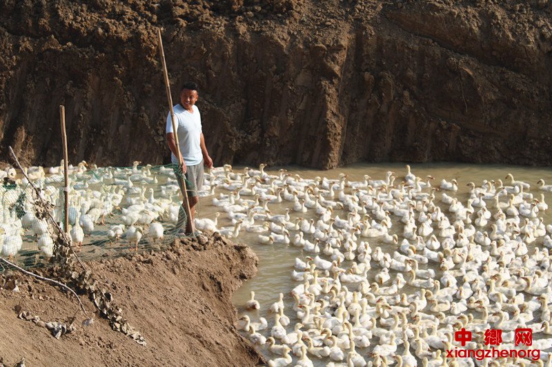 <b>养鹅致富一路向天歌</b>